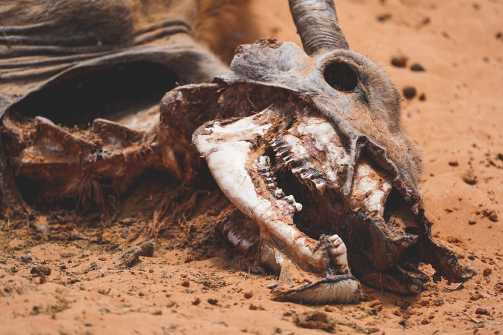 Kgalagadi-Transfrontier-National-Park-Kadaver