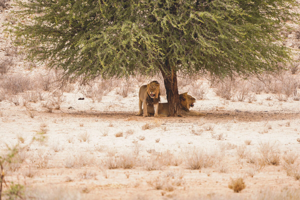 Kgalagadi-Transfrontier-National-Park-Lion-Tree