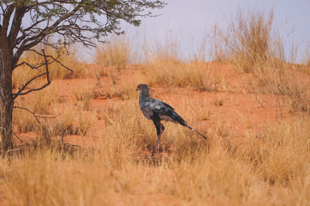 Kgalagadi-Transfrontier-National-Park-Secretary-Bird