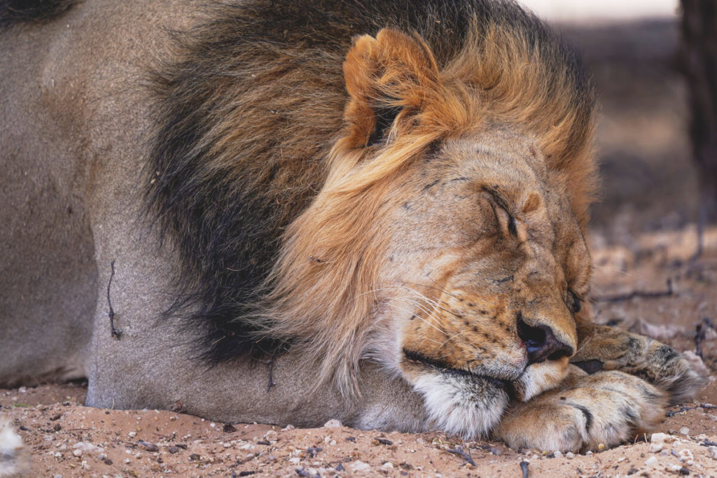 Kgalagadi-Transfrontier-Nationalpark-Kalahari-Loewe-Suedafrika