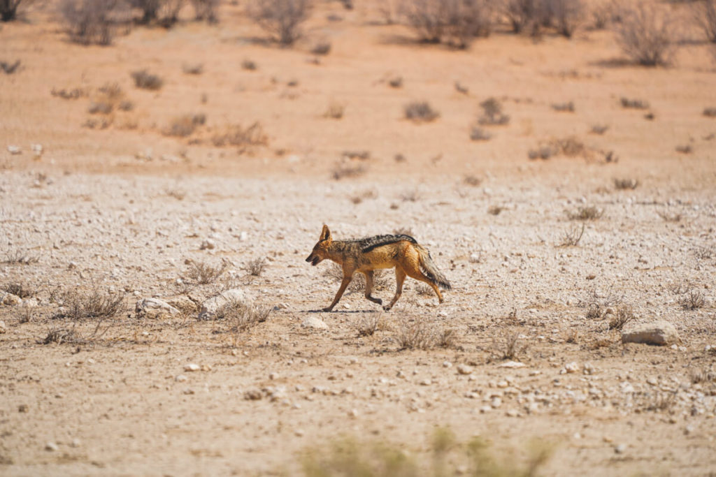 Kgalagadi-Transfrontier-Nationalpark-Schakal-Game-Drive