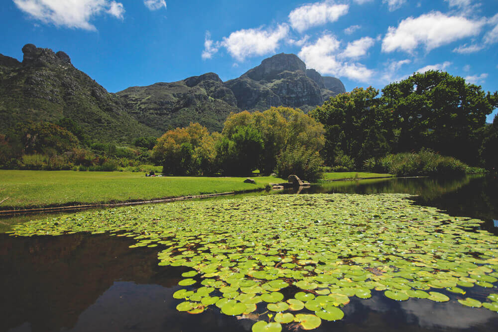 Kirstenbosch-Botanischer-Garten-Kapstadt3