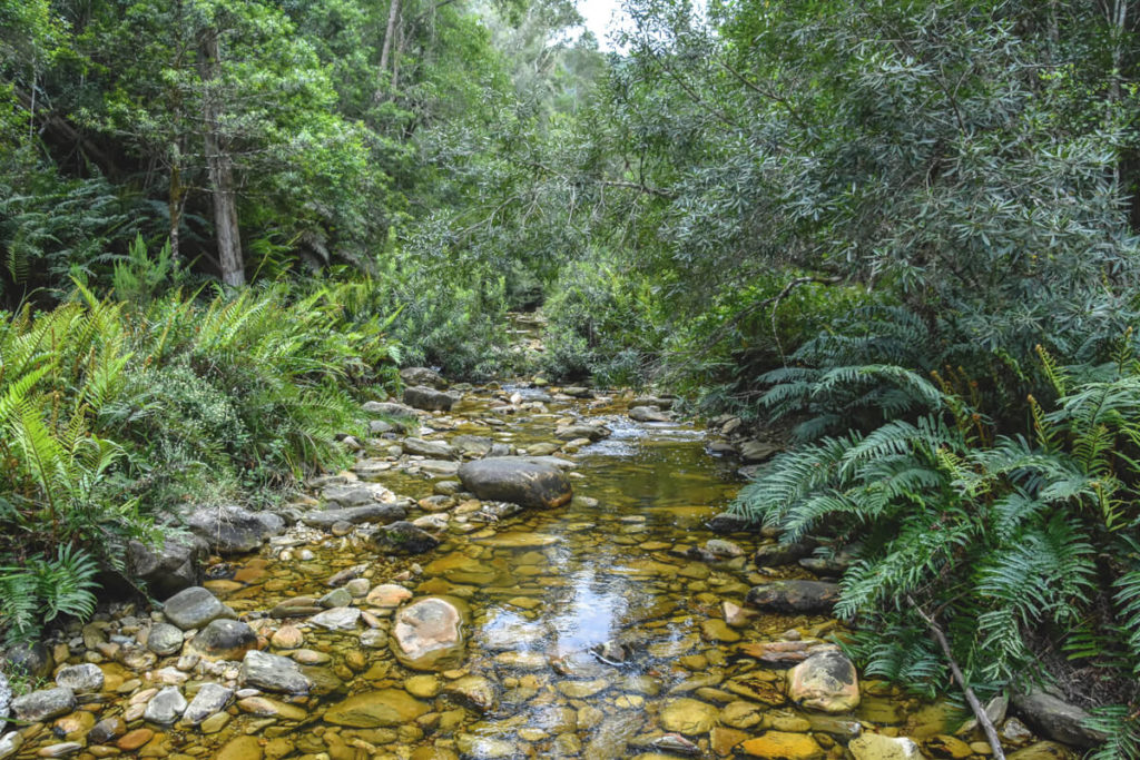 Knysna-Sudafrika-Forest-Wald-urwald
