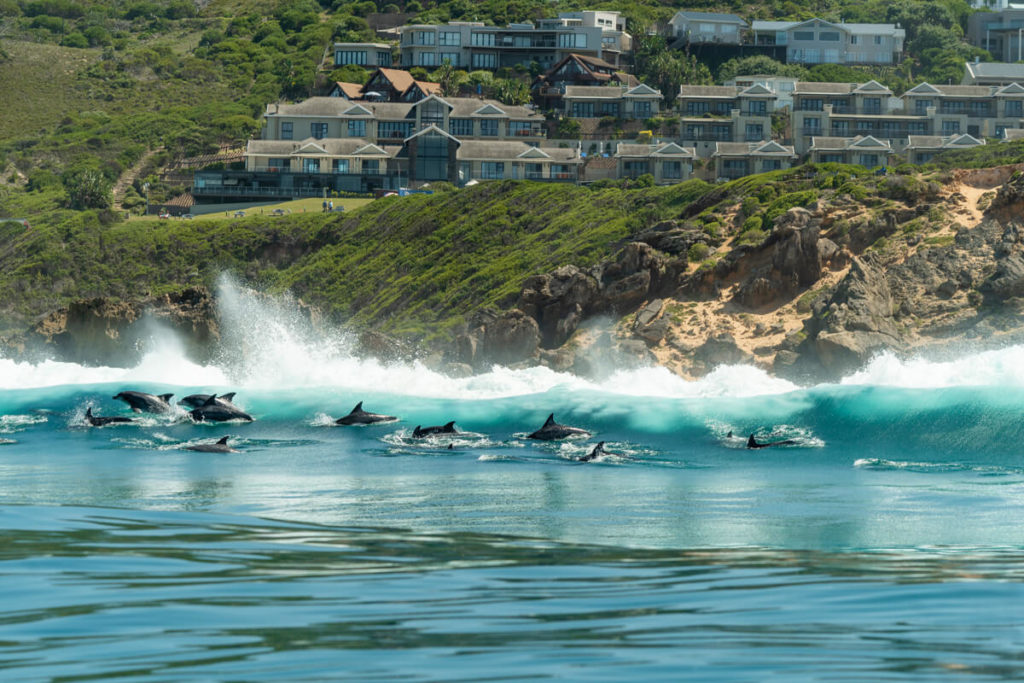 Knysna-Suedafrika-Delfine-Bootstour