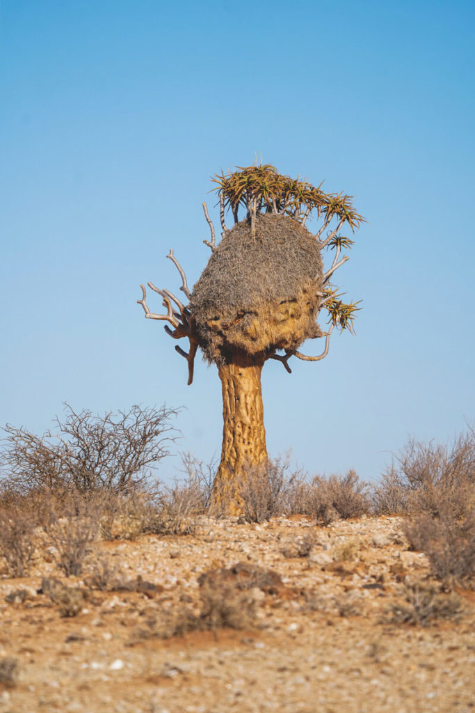 Koecherbaeume-Suedafrika-Sociable-Weaver-Nest