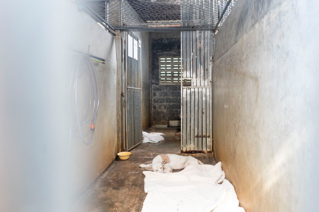 Lanta Animal Welfare