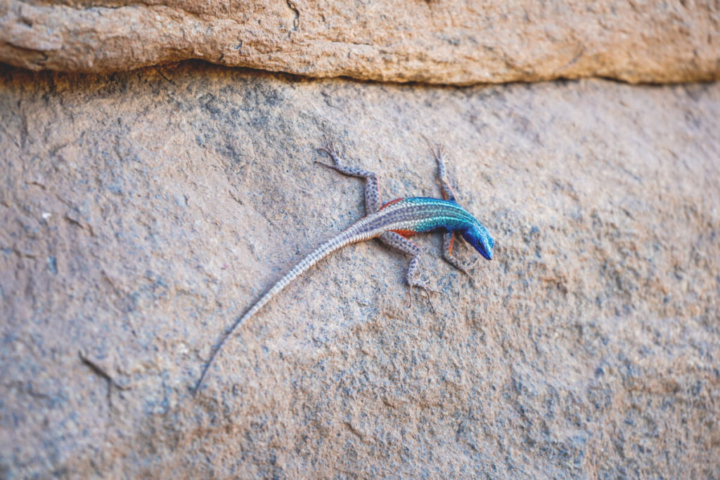 Lazy-Lizzard-Augrabies-Falls-National-Park