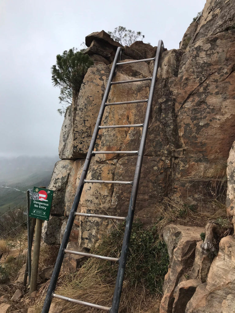 Lions-Head-Suedafrika-Leiter