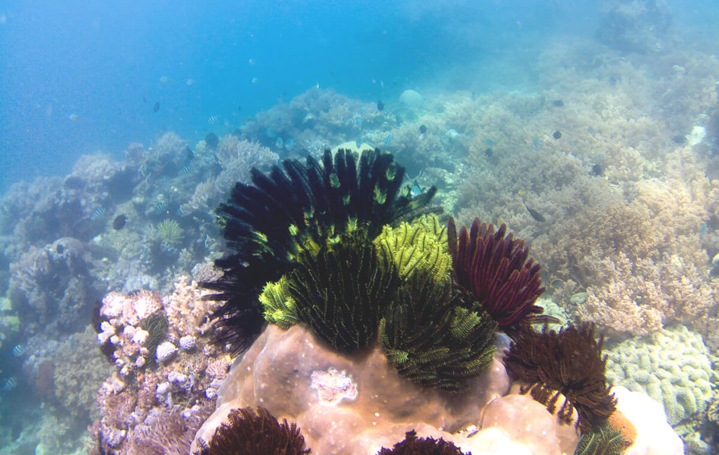 Lombok-Tipps-Gili-Inseln-Schnorcheltour