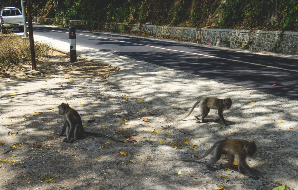 Lombok-Tipps-Monkey-Forest
