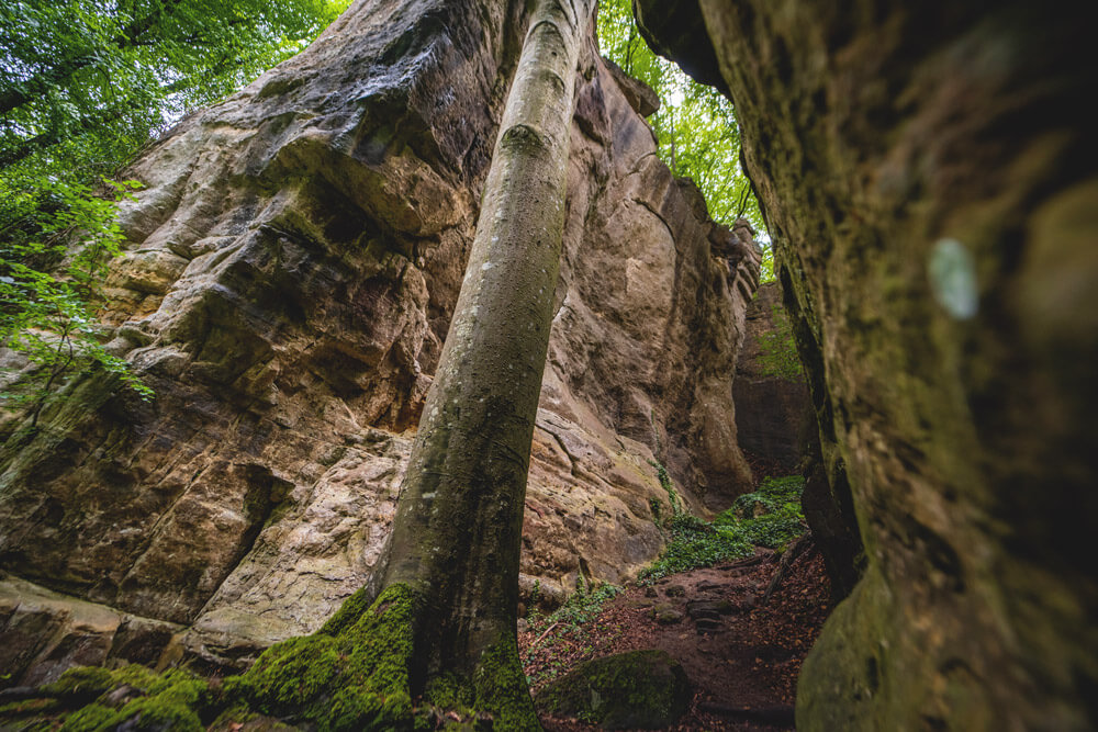 Luxemburg-Rundreise-Mullerthal-Hiking-Tree