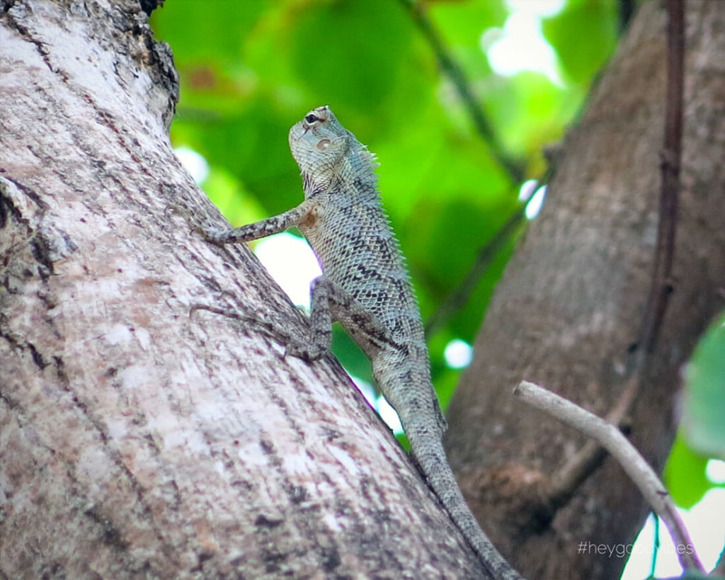Malediven_reise-Kuredu-Gecko