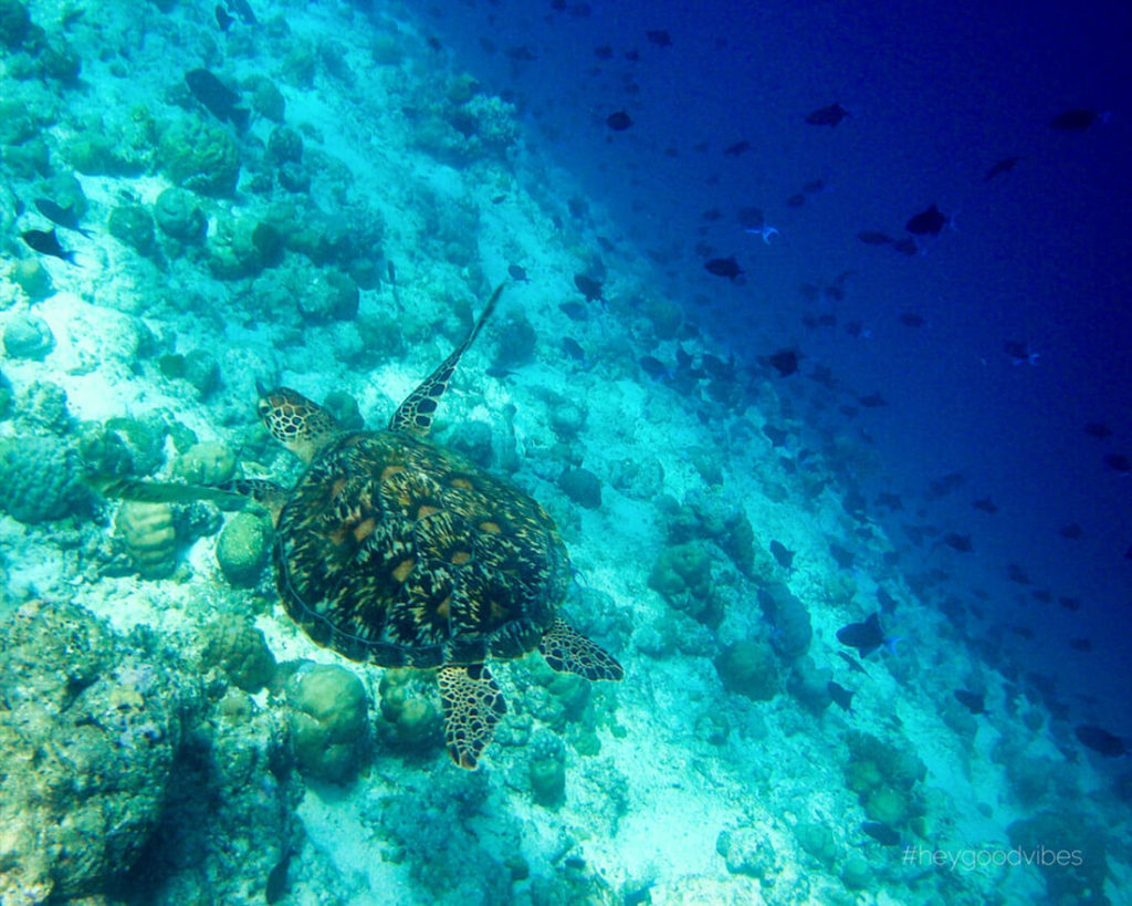 Malediven_reise-Kuredu-Island-Resort-Schnorcheln-Schildkroete