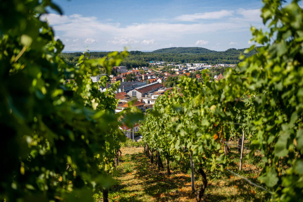Maulbronn-Weinberge