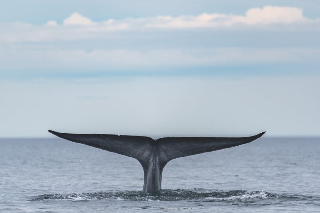 Mexiko-Baja-California-Blauwal-Loreto-Whale-Watching-1