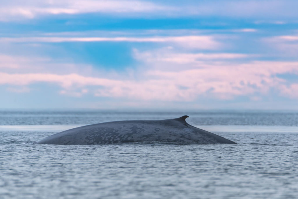 Mexiko-Baja-California-Blauwal-Loreto-Whale-Watching-2