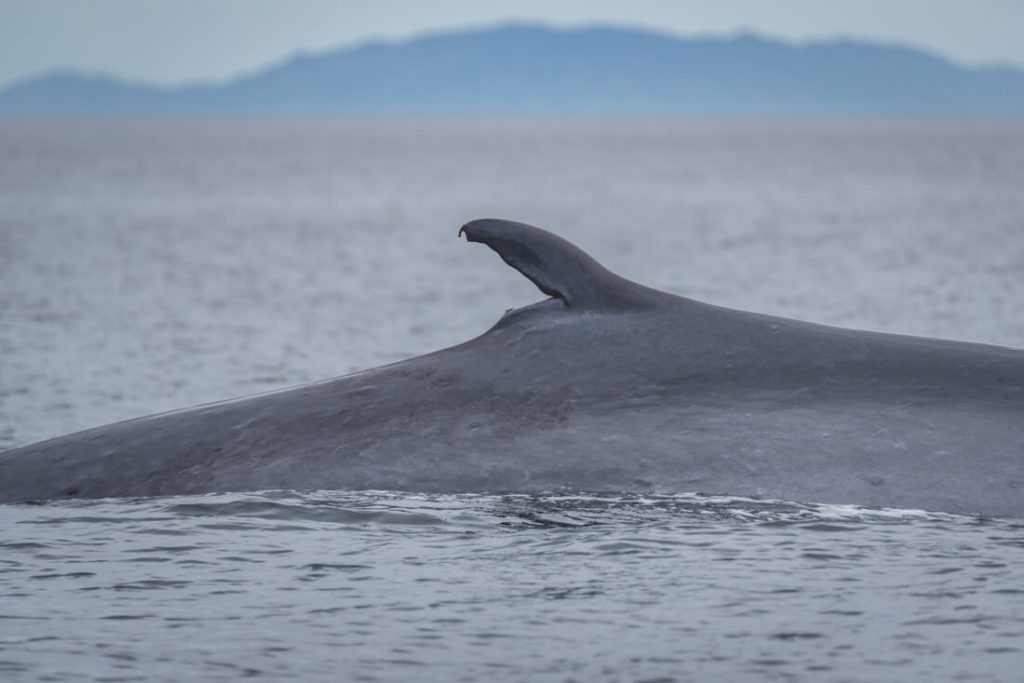 Mexiko-Baja-California-Blauwal-Loreto-Whale-Watching-3