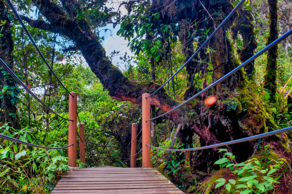 Mossy Forest Cameron Highlands