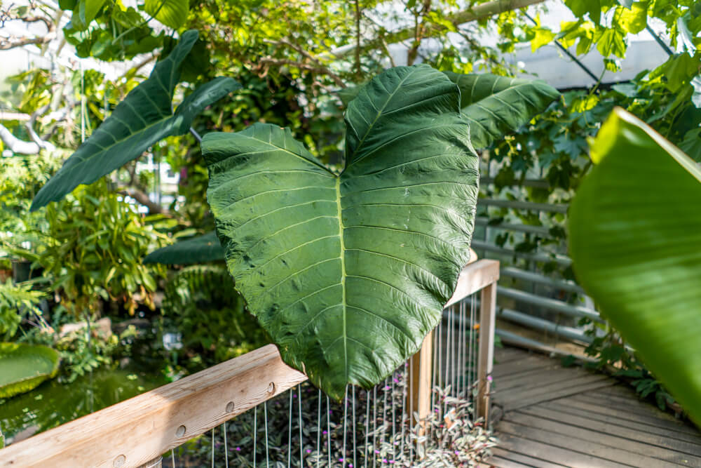 Münster Botanical Garden