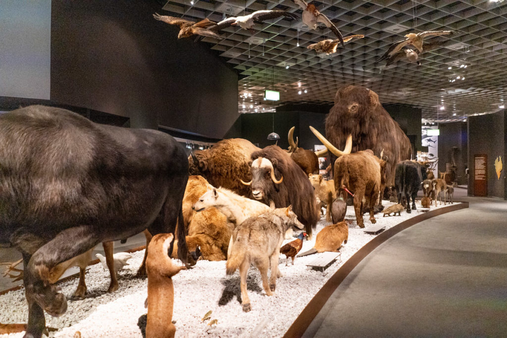 Muenster-Naturkundemuseum