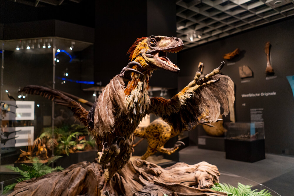 Muenster-Naturkundemuseum