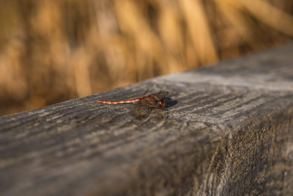 Mueritz-Nationalpark-Libelle