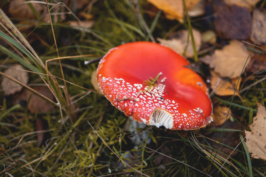 Mueritz-Nationalpark-Pilze-Fliegenpilz