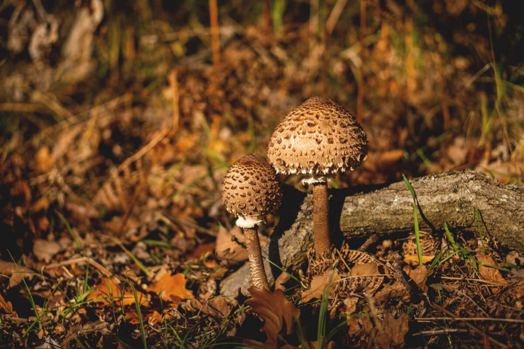 Mueritz-Nationalpark-Pilze-Pflanzen