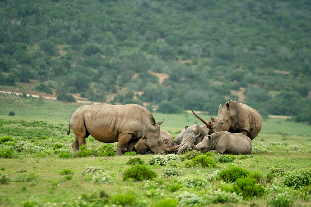 Pumba Private Game Lodge