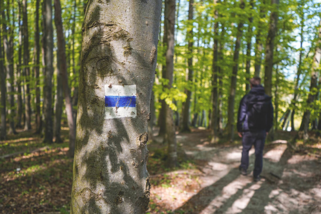 Nationalpark-Jasmund-Insel-Ruegen-Wanderweg-Wald