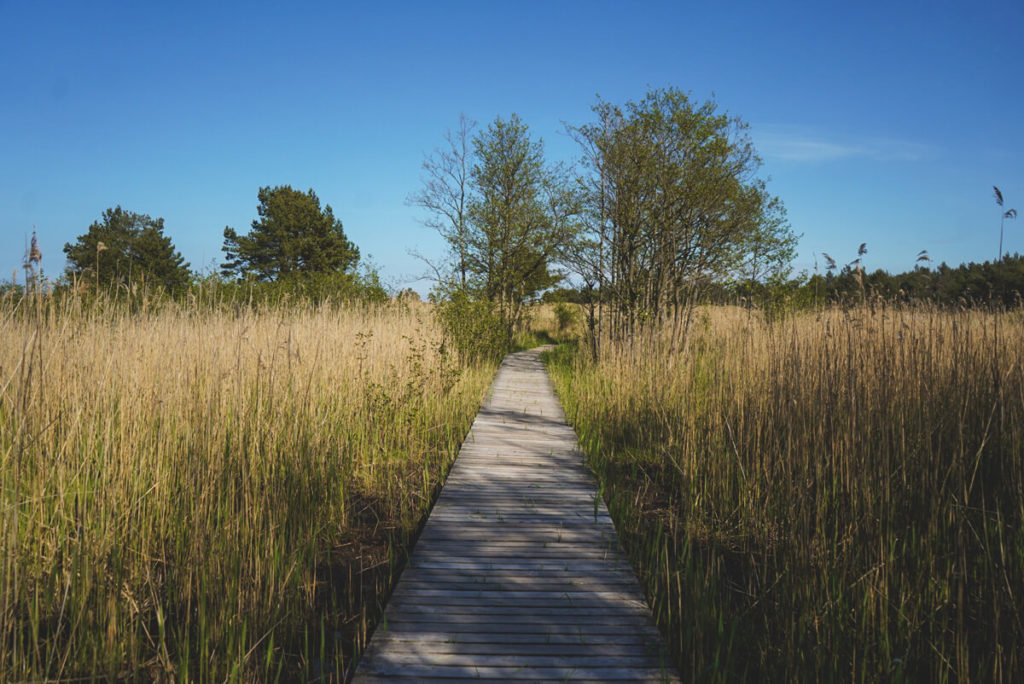 Nationalpark-Vorpommersche-Boddenlandschaft-Holzsteg-Fischland-Darss