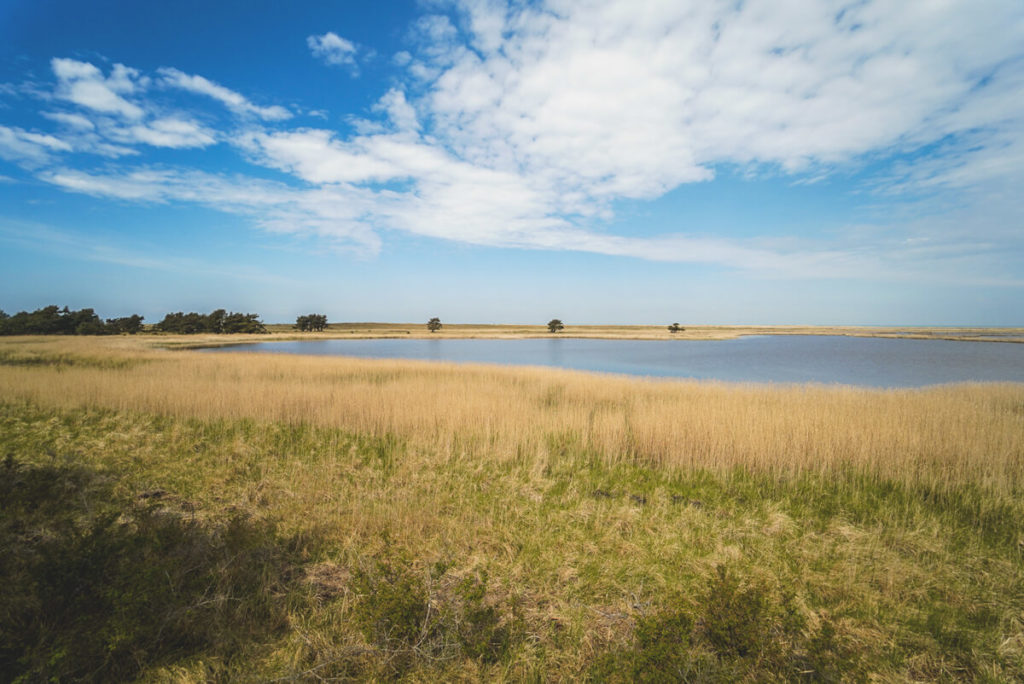 Nationalpark-Vorpommersche-Boddenlandschaft-Fischland-Darss-Zingst-Weiden