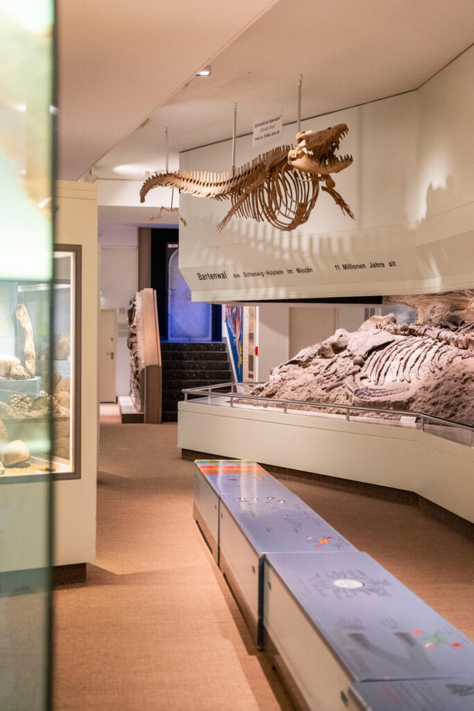 Naturkundemuseum Lübeck
