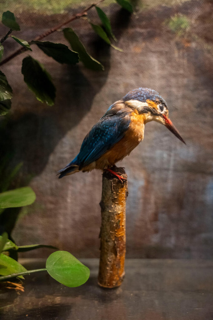 Naturkundemuseum Lübeck
