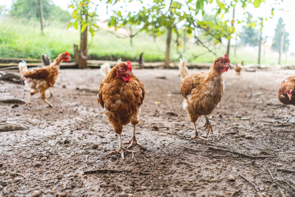 Nestorhof-Hotzenwald-Scharzwald-Huhn