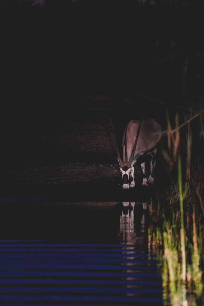 Night-Drive-Augrabies-Falls-National-Park-Oryx