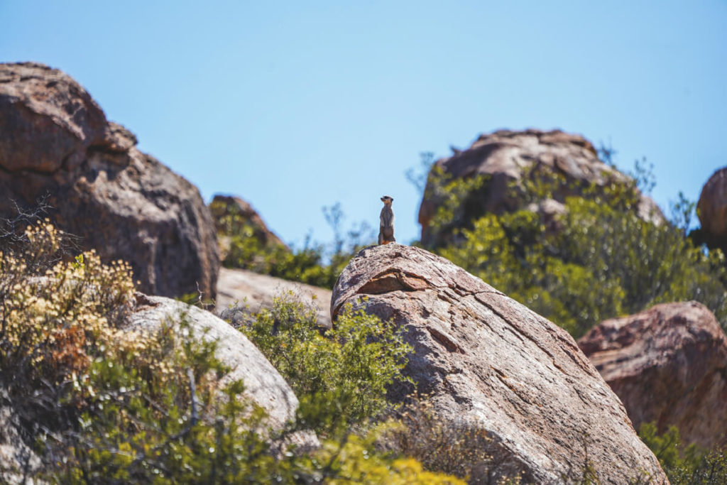 Northern-Cape-Suedafrika-Namaqua-National-Park-Erdmaennchen