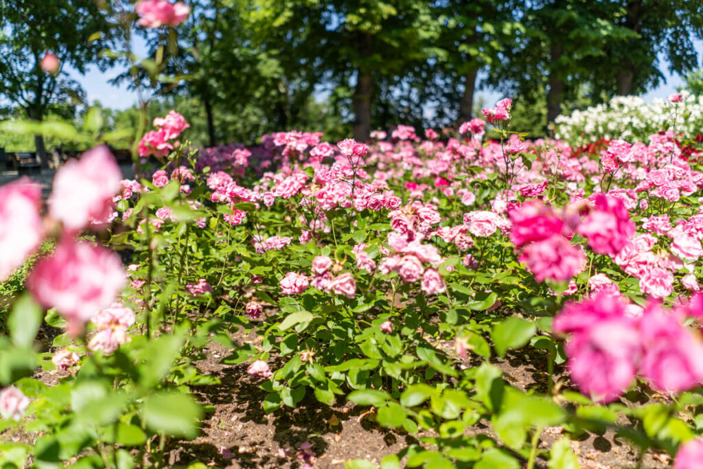 Burggarten Kaiserburg
