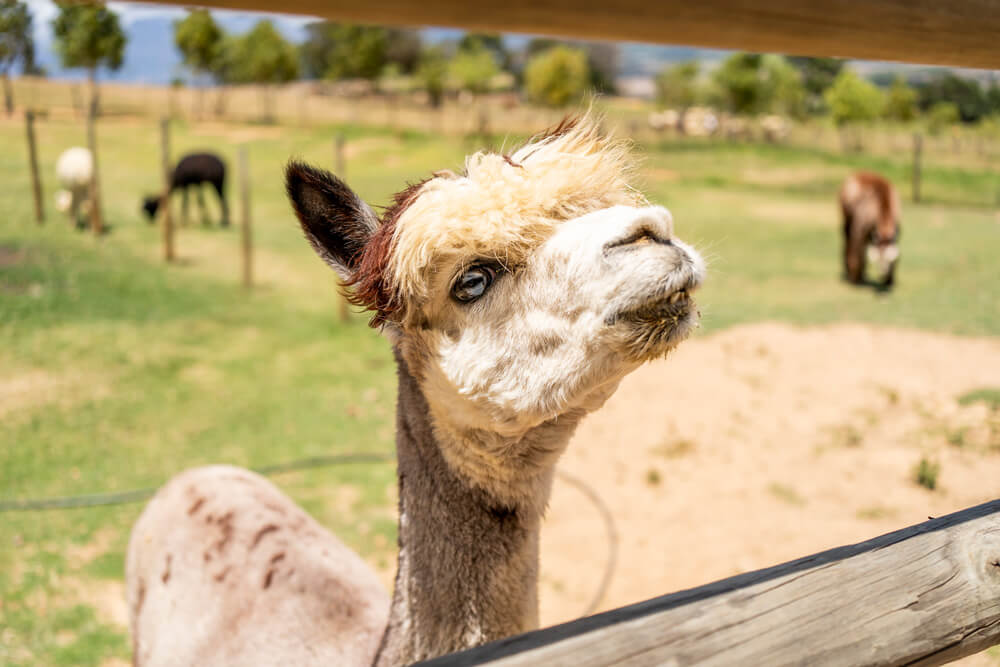 Paarl-The-Alpaca-Loom-Coffee-Shop