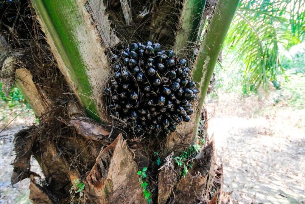 Palmoel-Baum-Palme-Bukit-Lawang-Sumatra-Indonesien