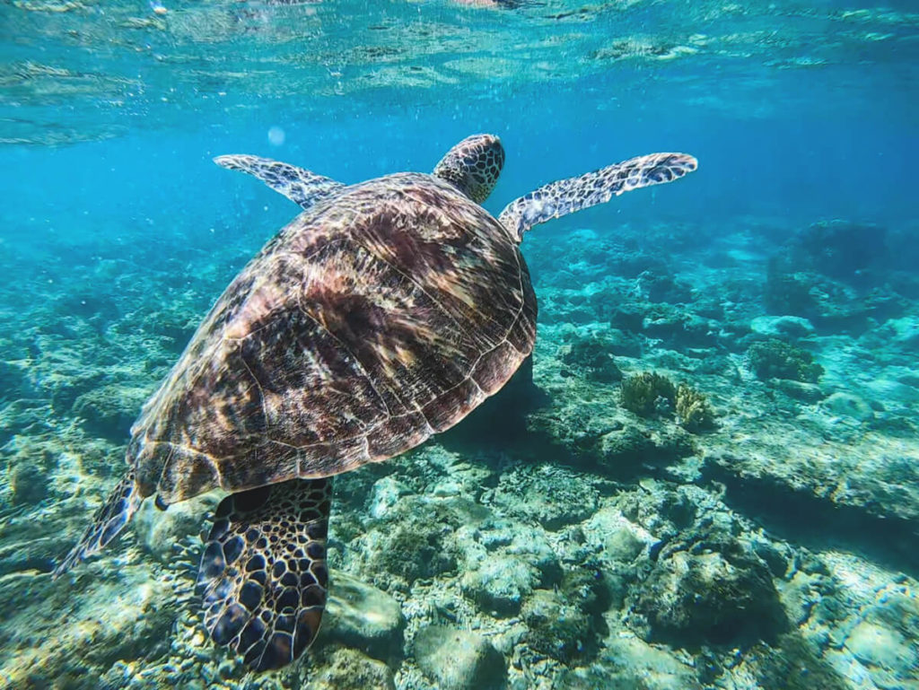 Philippinen-Schnorcheln-Schildkroete-Apo-Island-Marine-Reserve