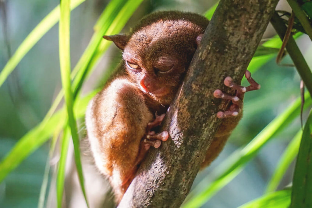Philippinen-Sehenswuerdigkeiten-Tarsier-Sanctuary