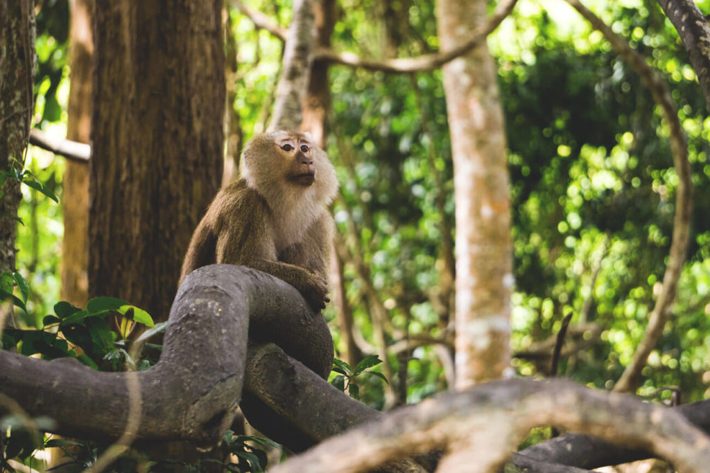 Phuket-Sehenswuerdigkeiten-tipps-highlights-monkey-hill