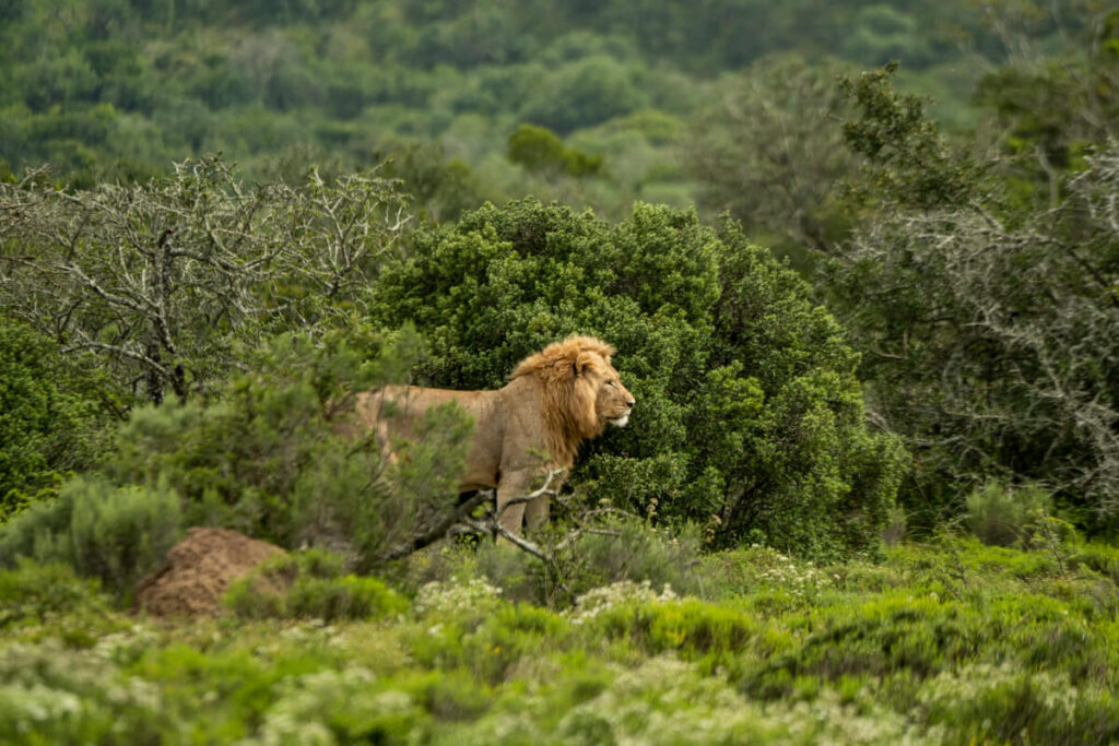 Pumba Private Reserve Lion