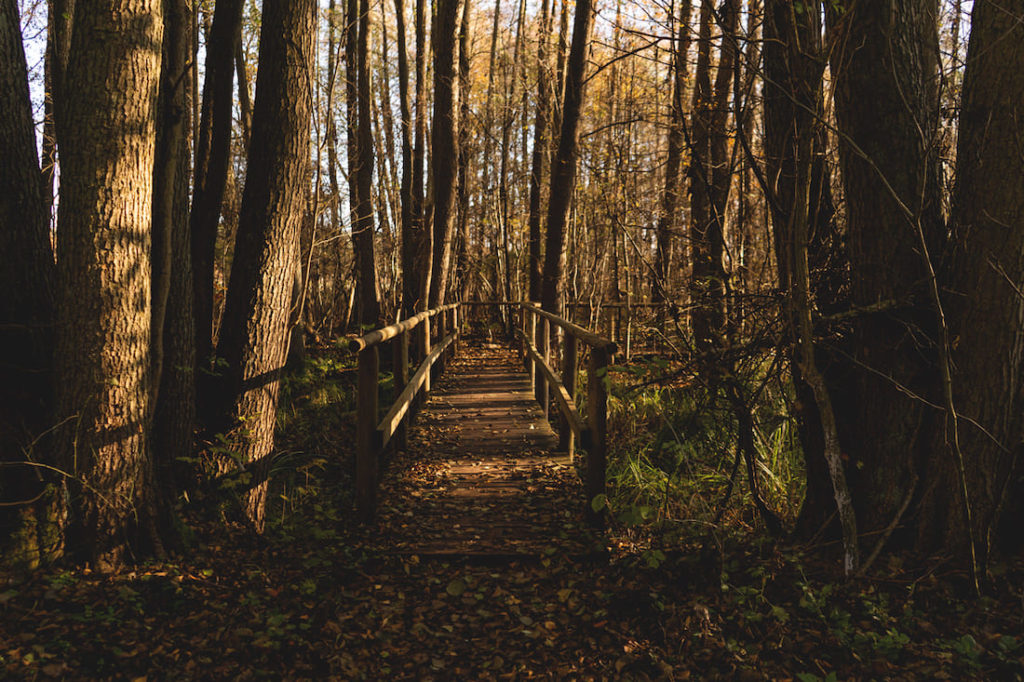 Rederangsee-mueritz-nationalpark-holzsteg