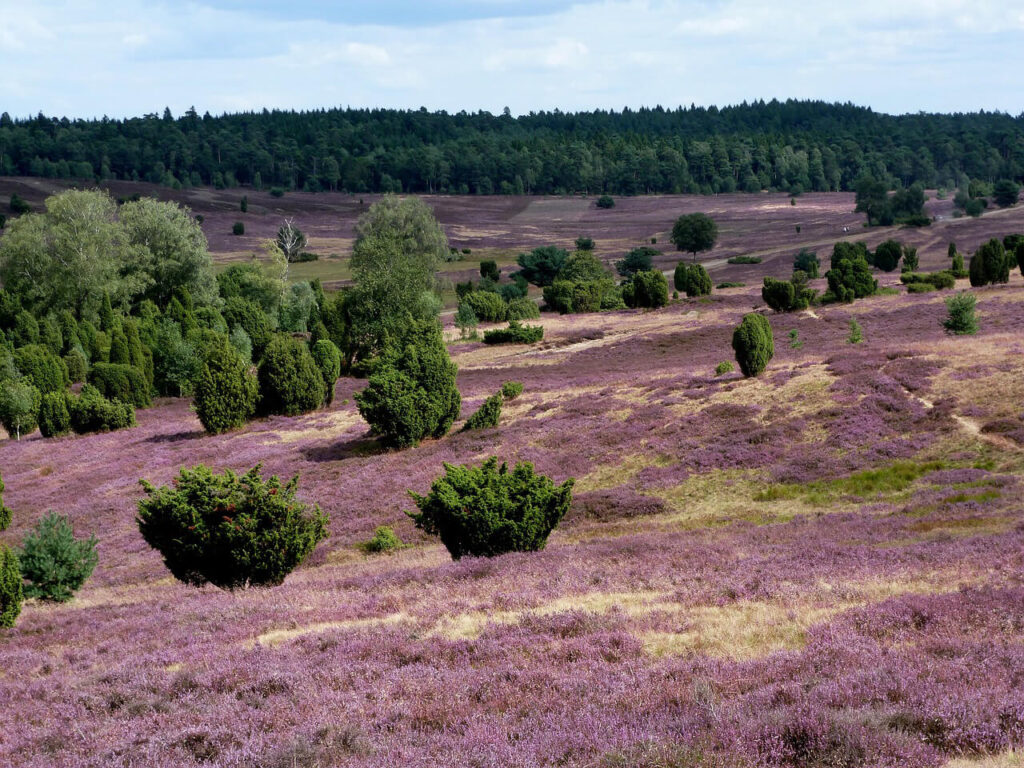Natural Wonders in Germany: Lüneburg Heath