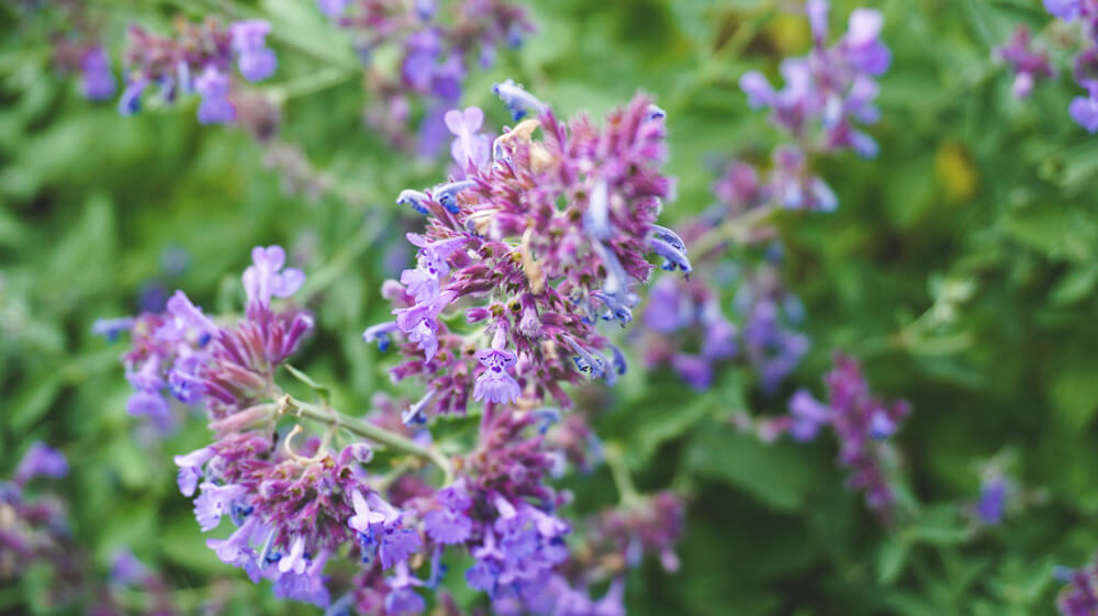 Rheinpark-Koeln-Tipps-Park-Blumen