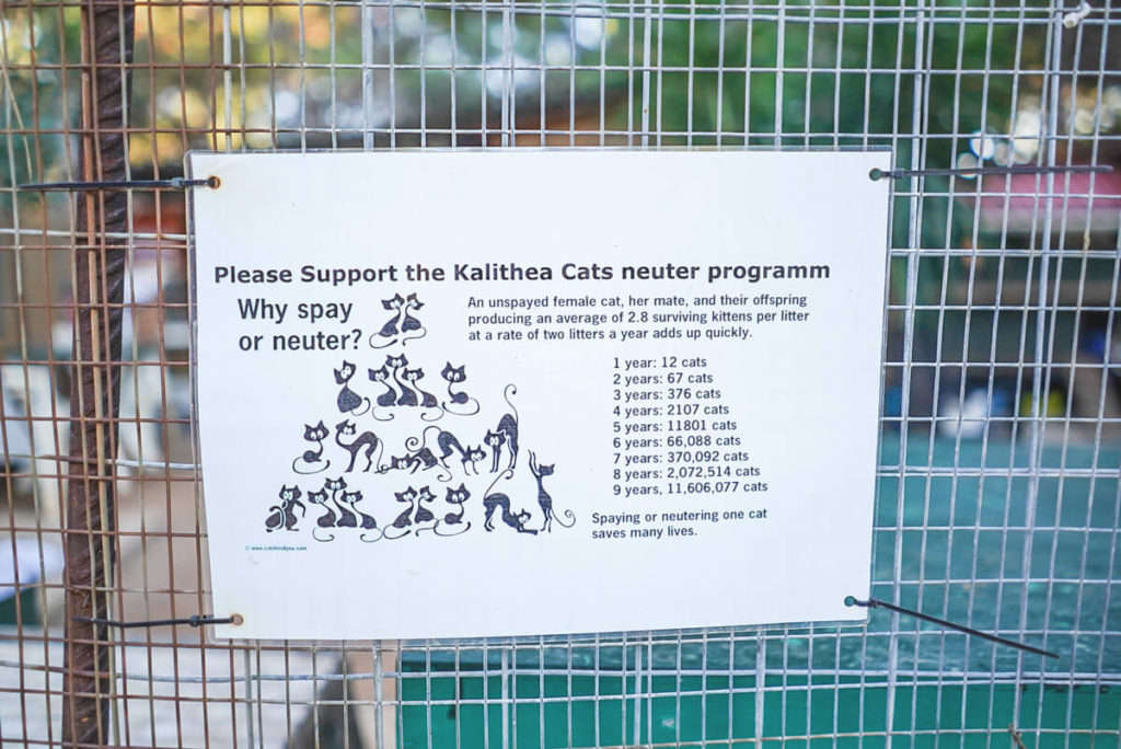 Коти Каліфеї