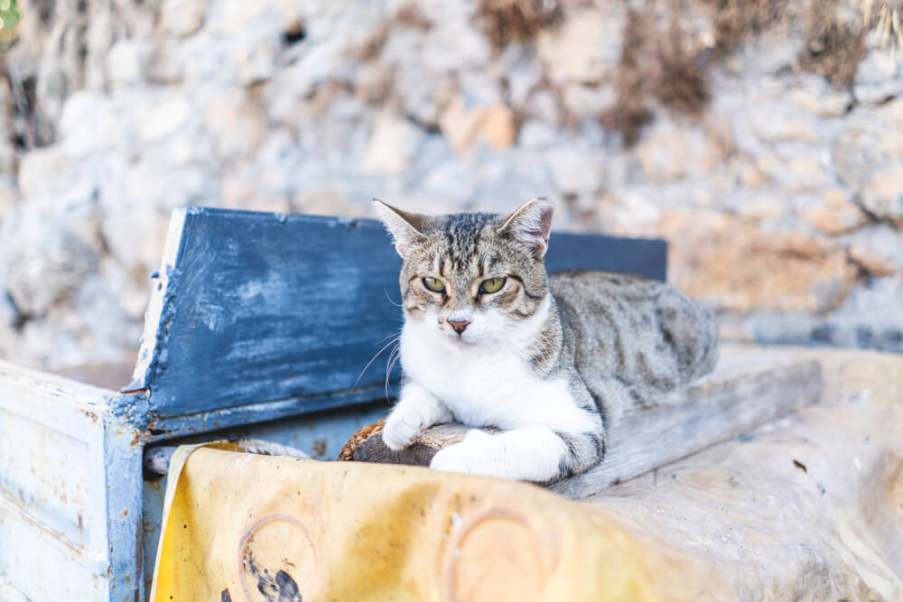 Rhodos-Sehenswuerdigkeiten-Lindos-Katzen