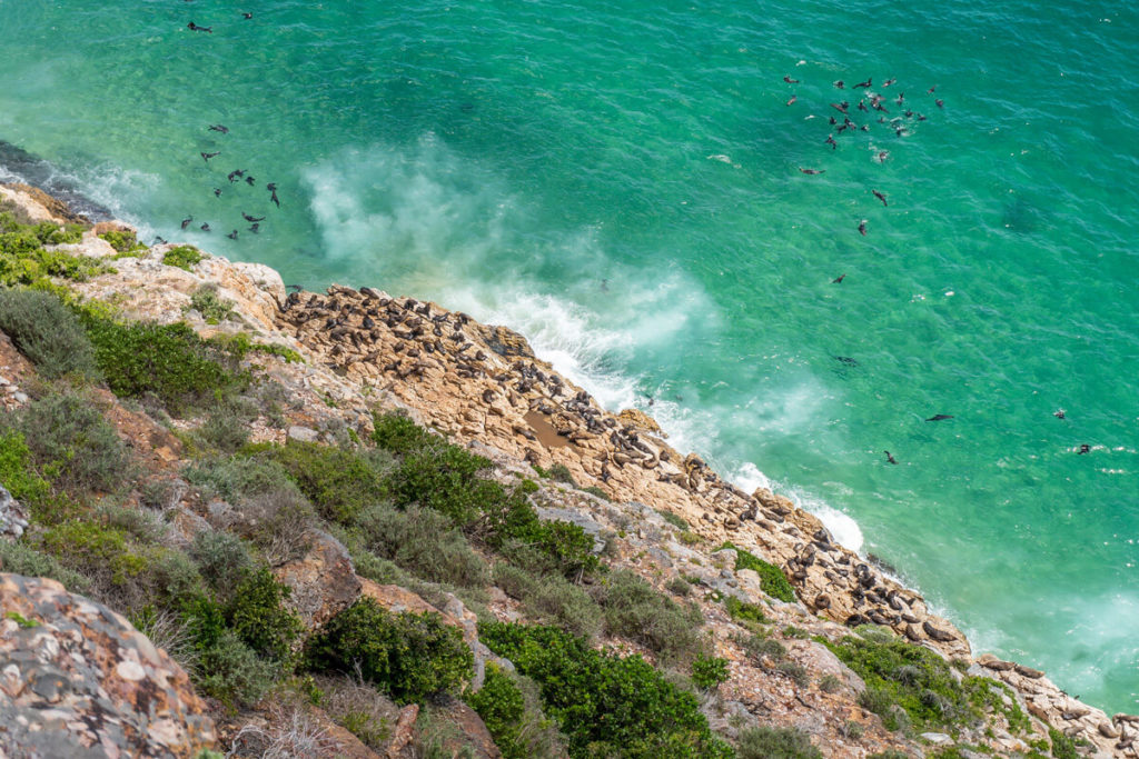 Seals on the Coast
